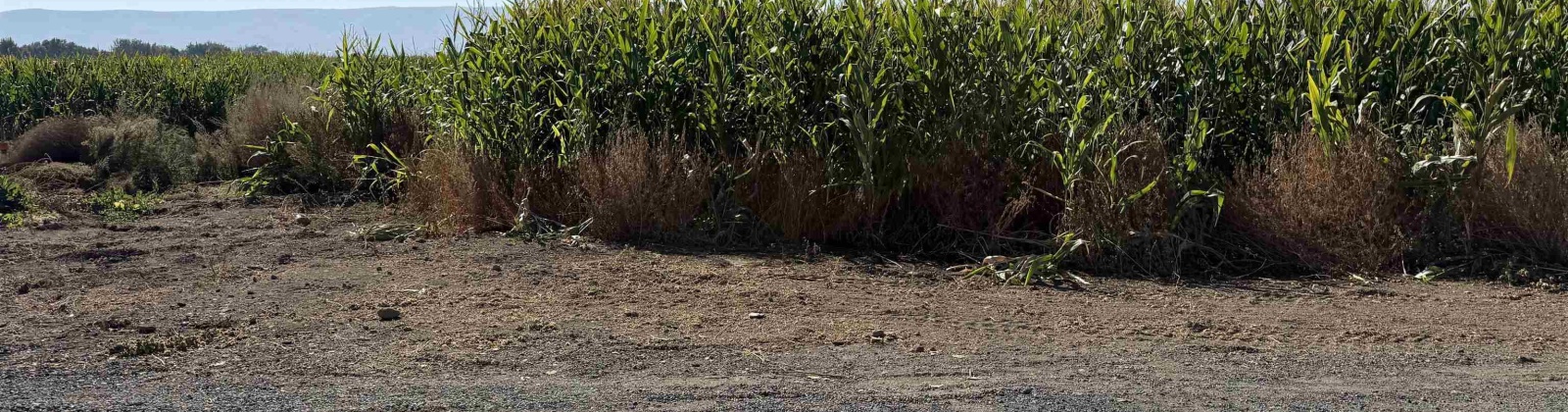 King Tull Rd, Prosser, Washington 99350, 0 , 0 ,0,Agricultural Land,For Sale,King Tull Rd,0,288092
