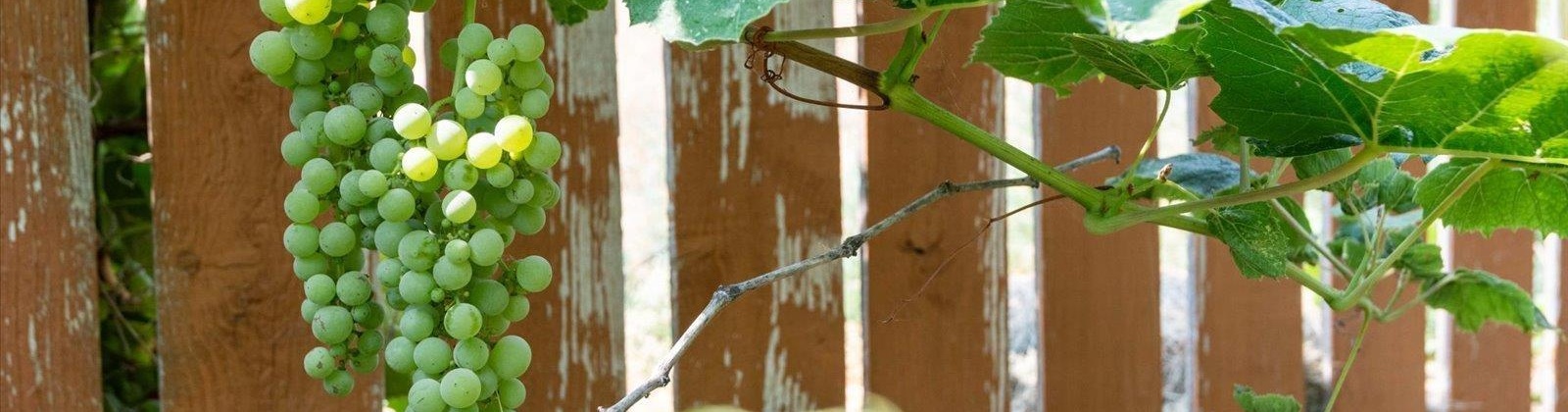 20th Avenue, Kennewick, Washington 99338, 3 Bedrooms Bedrooms, 0 ,2 BathroomsBathrooms,Houses,For Sale,20th Avenue,0,288096