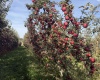 Grandview, Grandview, Washington 98930, 0 , 0 ,0,Agricultural Land,For Sale,Grandview,0,288127