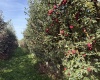 Grandview, Grandview, Washington 98930, 0 , 0 ,0,Agricultural Land,For Sale,Grandview,0,288127