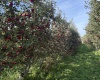 Grandview, Grandview, Washington 98930, 0 , 0 ,0,Agricultural Land,For Sale,Grandview,0,288127