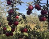Grandview, Grandview, Washington 98930, 0 , 0 ,0,Agricultural Land,For Sale,Grandview,0,288127