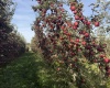 Grandview, Grandview, Washington 98930, 0 , 0 ,0,Agricultural Land,For Sale,Grandview,0,288127
