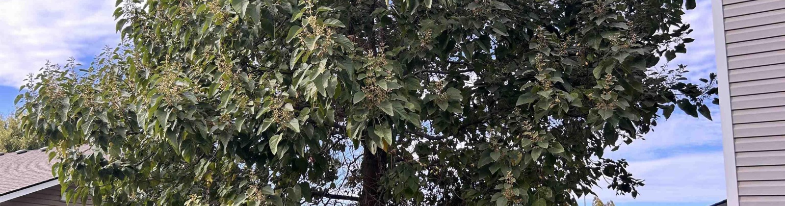 Winthrop Dr, Pasco, Washington 99301, 4 Bedrooms Bedrooms, 0 ,3 BathroomsBathrooms,Houses,For Sale,Winthrop Dr,0,288168