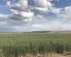 Badger Road, Kennewick, Washington 99338, 0 , 0 ,0,Agricultural Land,For Sale,Badger Road,0,288190