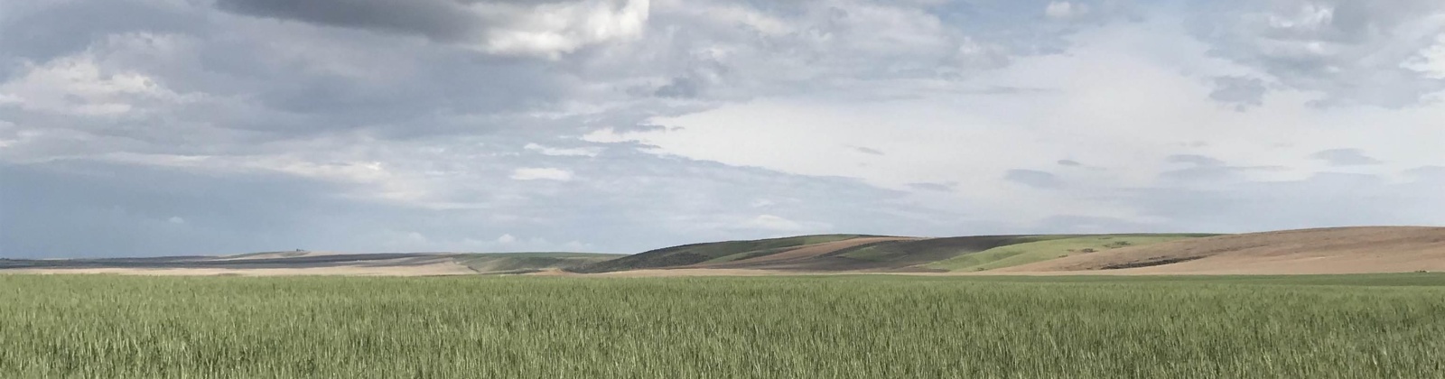Badger Road, Kennewick, Washington 99338, 0 , 0 ,0,Agricultural Land,For Sale,Badger Road,0,288190