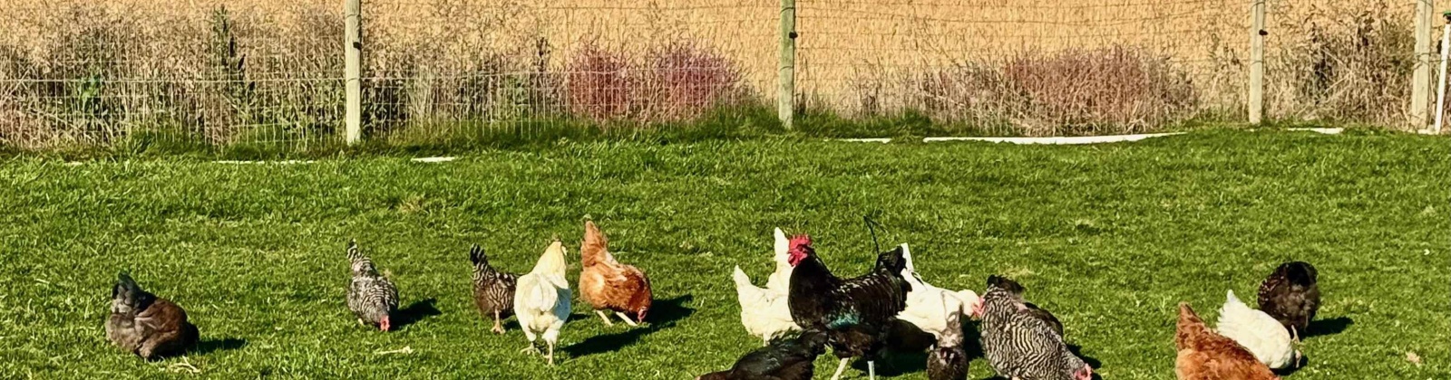 Road 52, Pasco, Washington 99301, 3 Bedrooms Bedrooms, 0 ,2 BathroomsBathrooms,Houses,For Sale,Road 52,0,288254