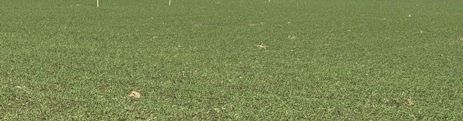 Vineyard Drive (Parcel C), Pasco, Washington 99301-0000, 0 , 0 ,0,Agricultural Land,For Sale,Vineyard Drive (Parcel C),0,288488