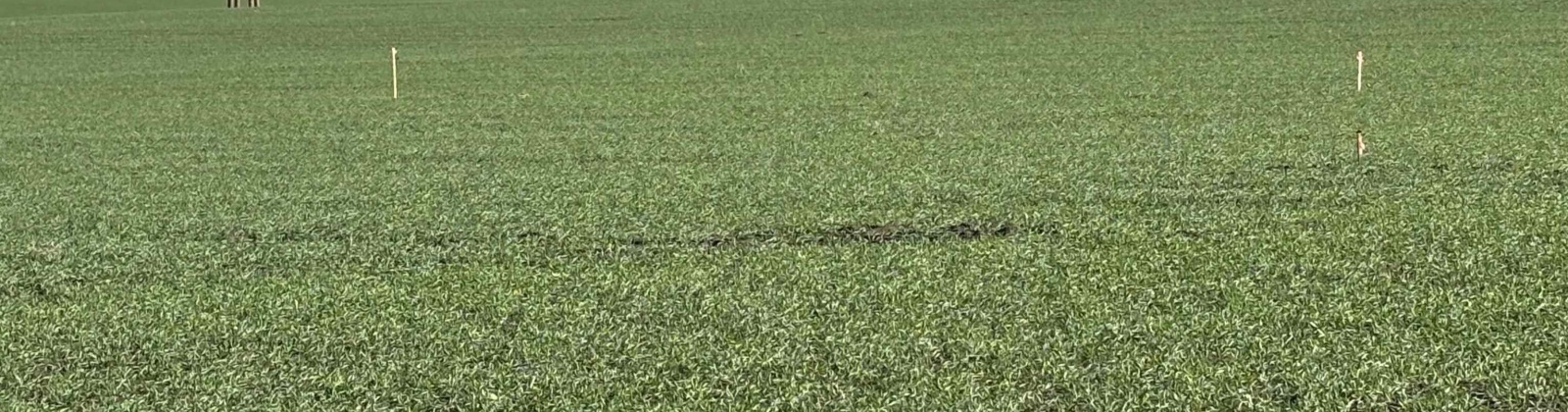 Vineyard Drive (Parcel C), Pasco, Washington 99301-0000, 0 , 0 ,0,Agricultural Land,For Sale,Vineyard Drive (Parcel C),0,288488