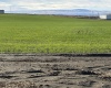 Vineyard Drive (Parcel C), Pasco, Washington 99301-0000, 0 , 0 ,0,Agricultural Land,For Sale,Vineyard Drive (Parcel C),0,288488