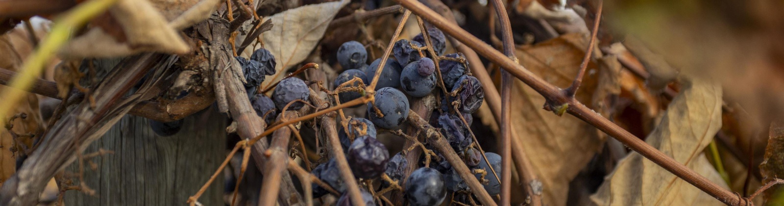 Forsell Road, Grandview, Washington 98930, 0 , 0 ,0,Land/lots,For Sale,Forsell Road,0,279852