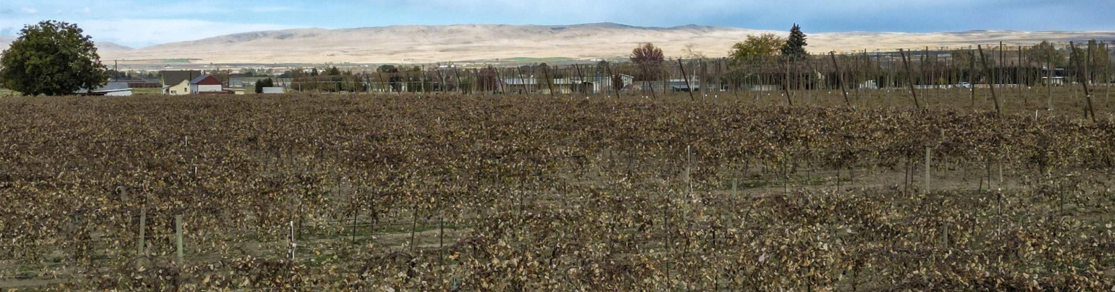 Forsell Road, Grandview, Washington 98930, 0 , 0 ,0,Land/lots,For Sale,Forsell Road,0,279852