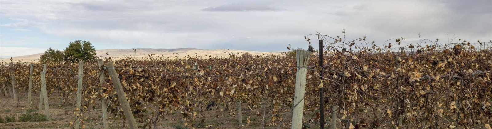 Forsell Road, Grandview, Washington 98930, 0 , 0 ,0,Land/lots,For Sale,Forsell Road,0,279852