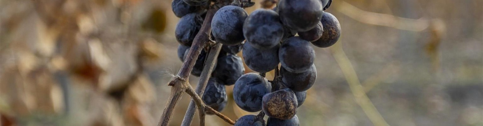 Forsell Road, Grandview, Washington 98930, 0 , 0 ,0,Land/lots,For Sale,Forsell Road,0,279852