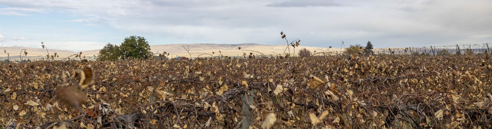 Forsell Road, Grandview, Washington 98930, 0 , 0 ,0,Land/lots,For Sale,Forsell Road,0,279852