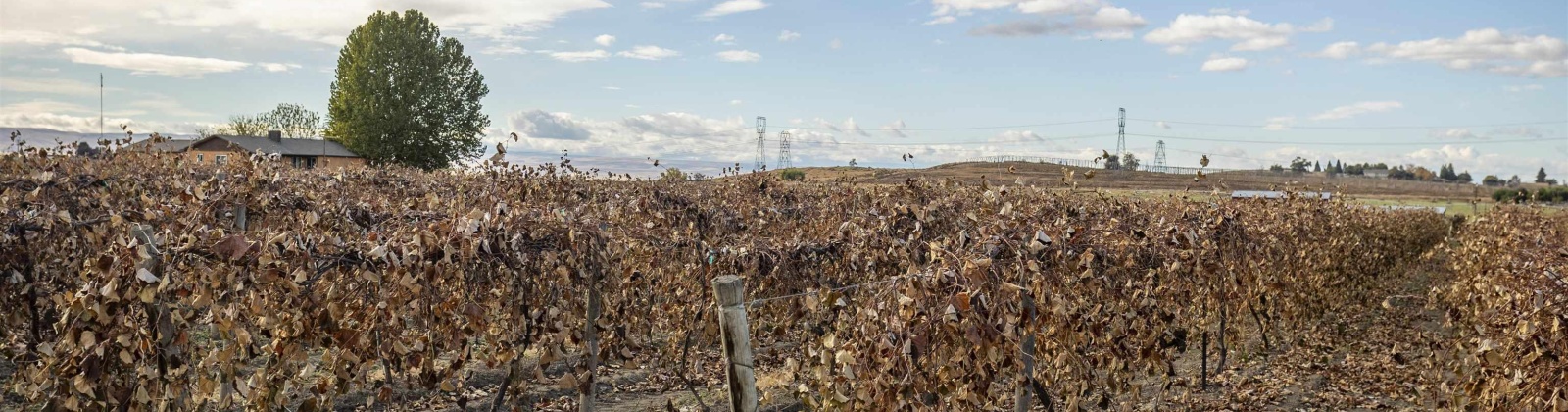 Forsell Road, Grandview, Washington 98930, 0 , 0 ,0,Land/lots,For Sale,Forsell Road,0,279852