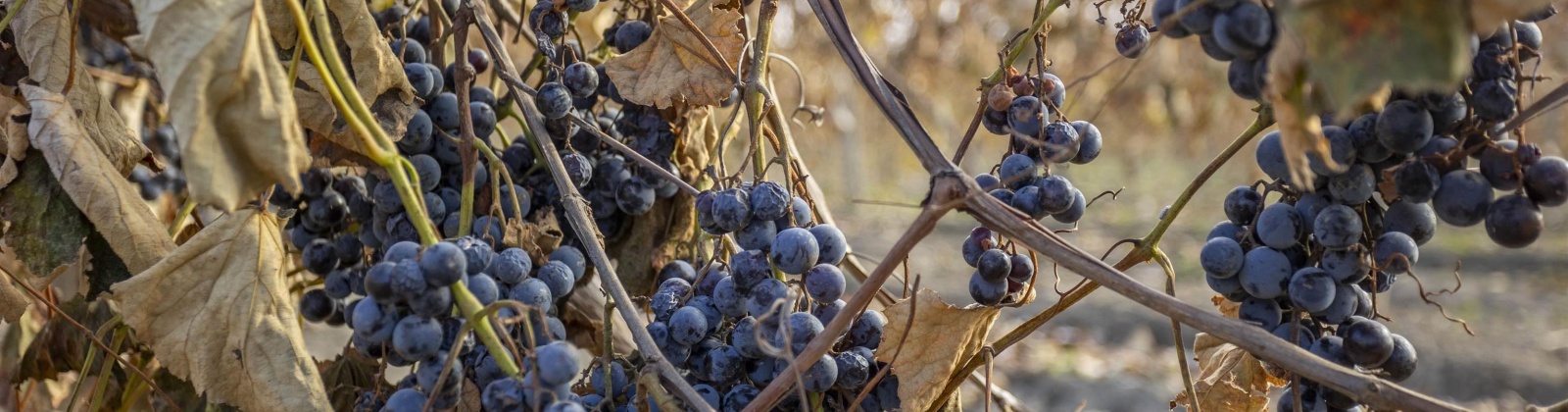 Forsell Road, Grandview, Washington 98930, 0 , 0 ,0,Land/lots,For Sale,Forsell Road,0,279852