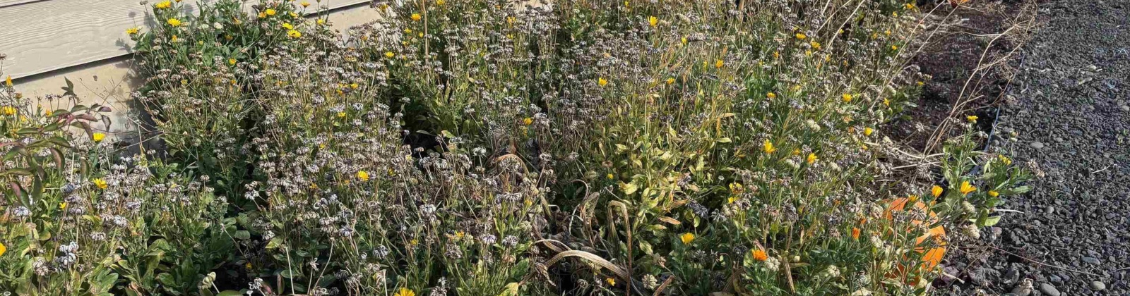 Harvest Loop, Palouse, Washington 99161, 3 Bedrooms Bedrooms, 0 ,2 BathroomsBathrooms,Houses,For Sale,Harvest Loop,0,288494