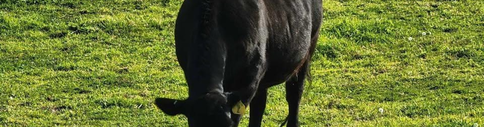 S 816 PR SE, Kennewick, Washington 99338, 0 , 0 ,0,Land/lots,For Sale,S 816 PR SE,0,288580