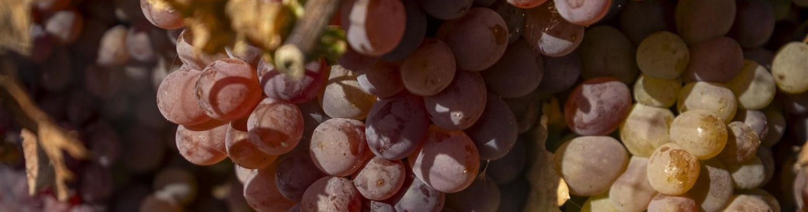 North River Road, Prosser, Washington 99350, 4 Bedrooms Bedrooms, 0 ,2 BathroomsBathrooms,Houses,For Sale,North River Road,0,288591