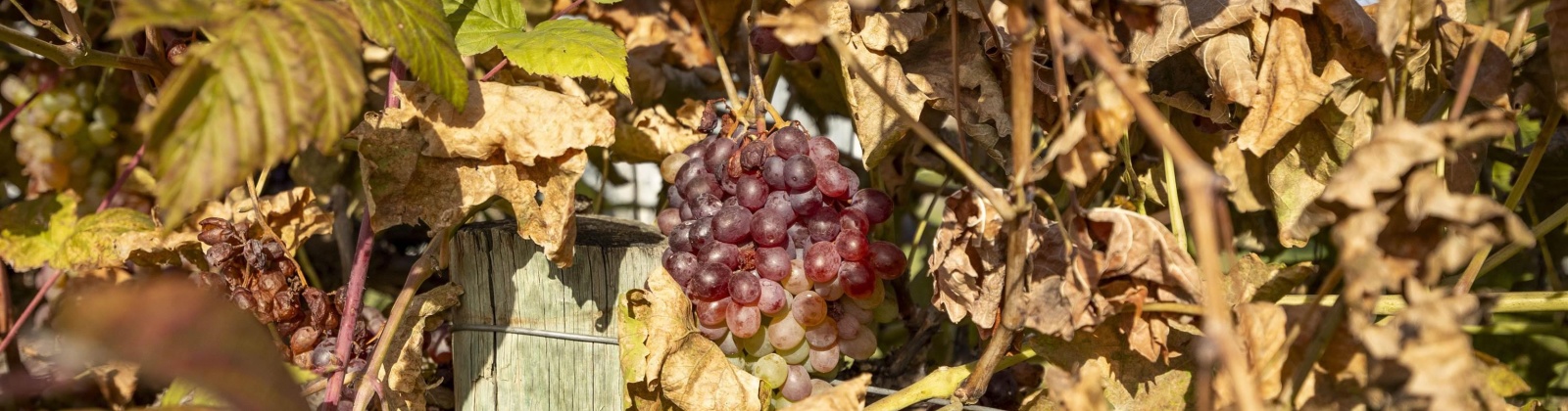 North River Road, Prosser, Washington 99350, 4 Bedrooms Bedrooms, 0 ,2 BathroomsBathrooms,Houses,For Sale,North River Road,0,288591