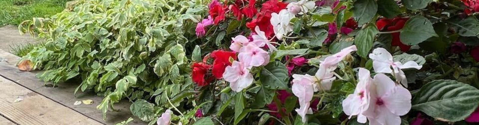 Duluth St., Richland, Washington 99354, 5 Bedrooms Bedrooms, 0 ,3 BathroomsBathrooms,Houses,For Sale,Duluth St.,0,288689