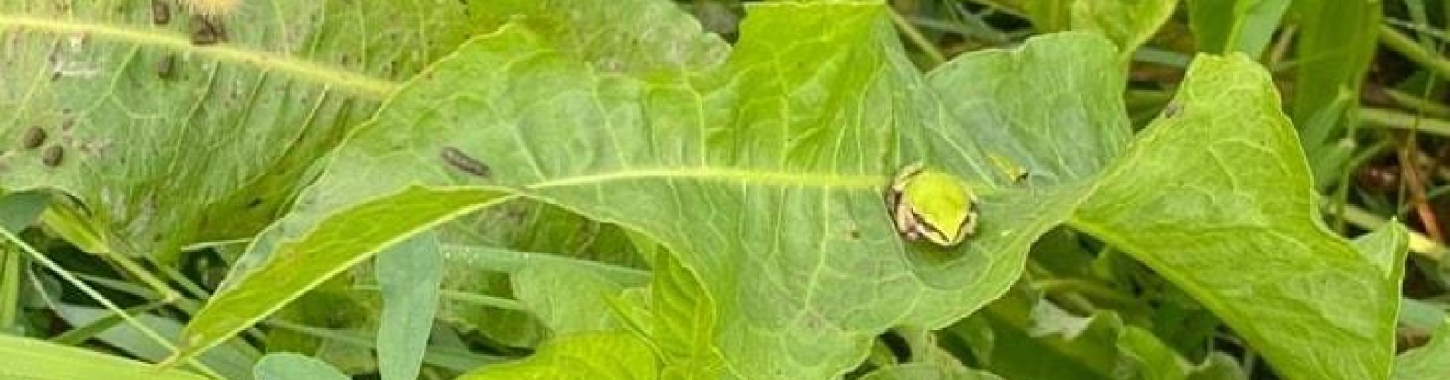 Hinzerling Road, Prosser, Washington 99350, 0 , 0 ,0,Special Use,For Sale,Hinzerling Road,0,286232