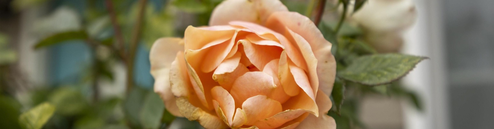 Westwind Drive, Zillah, Washington 98953, 3 Bedrooms Bedrooms, 0 ,2 BathroomsBathrooms,Houses,For Sale,Westwind Drive,0,288796