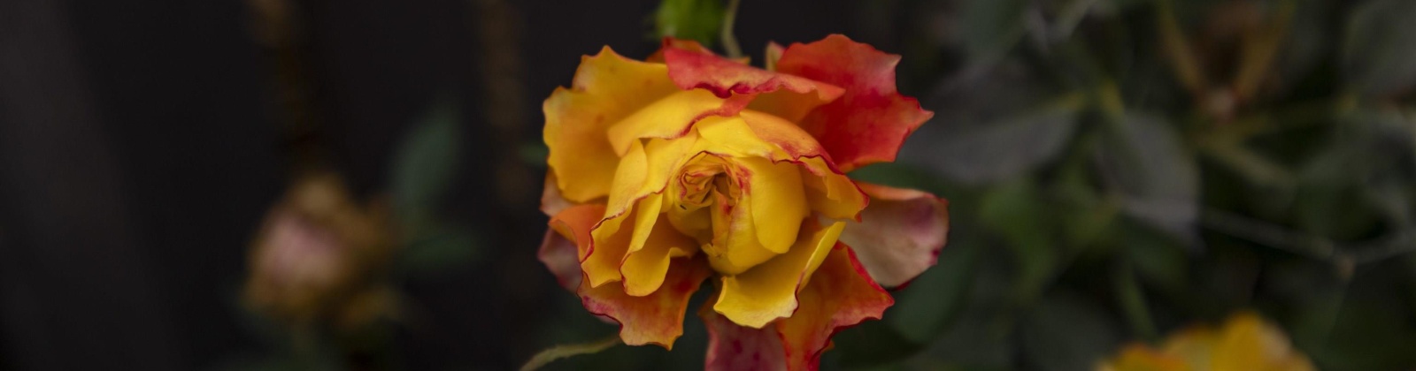 Linden Way, Sunnyside, Washington 98944, 4 Bedrooms Bedrooms, 0 ,2 BathroomsBathrooms,Houses,For Sale,Linden Way,0,288809