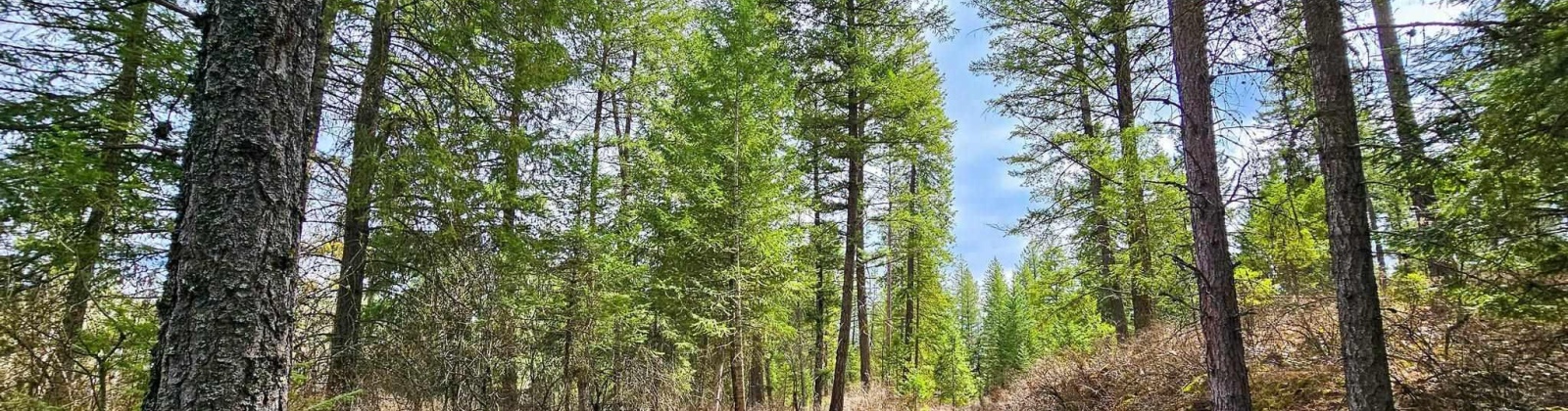 Deer Park Milan Rd, Other, Washington 99003, 0 , 0 ,0,Land/lots,For Sale,Deer Park Milan Rd,0,288856