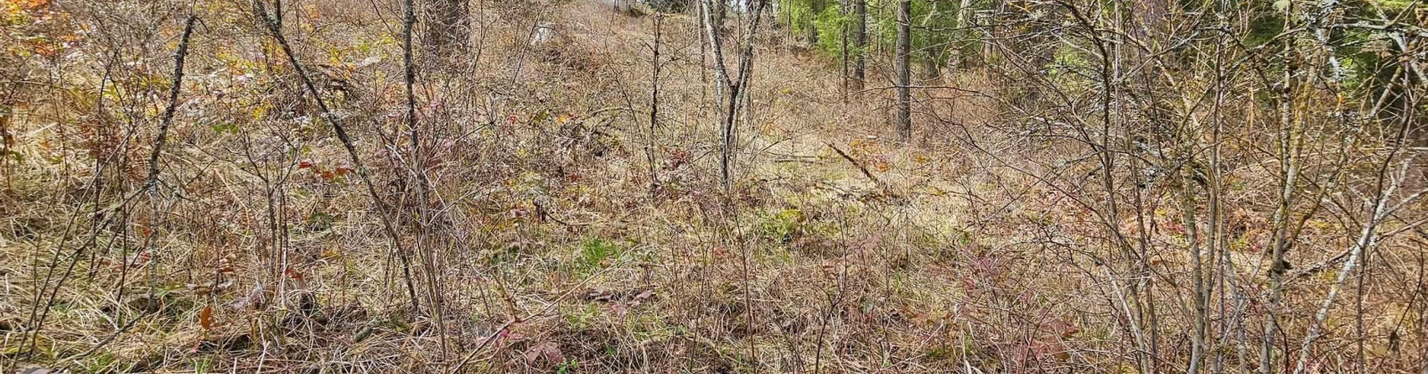 Deer Park Milan Rd, Other, Washington 99003, 0 , 0 ,0,Land/lots,For Sale,Deer Park Milan Rd,0,288856