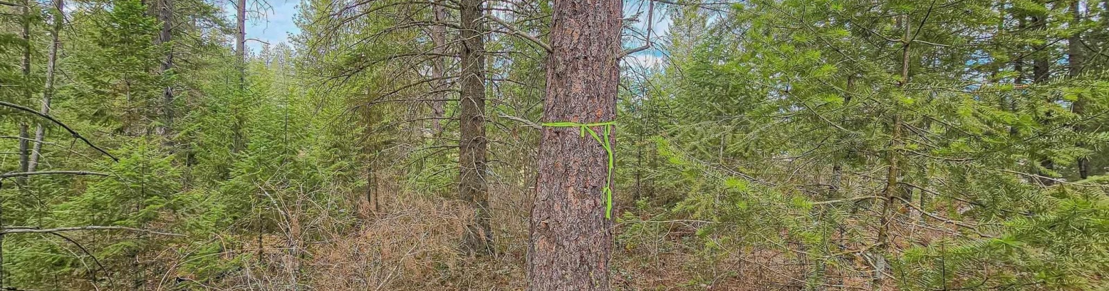 Deer Park Milan Rd, Other, Washington 99003, 0 , 0 ,0,Land/lots,For Sale,Deer Park Milan Rd,0,288856