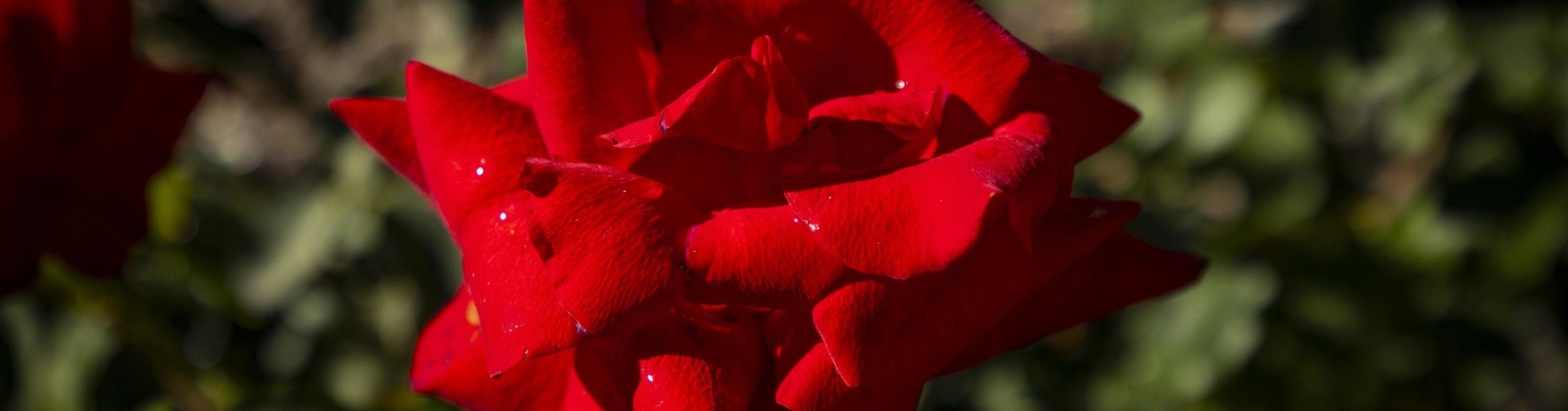 Gerrick Road, Benton City, Washington 99320, 3 Bedrooms Bedrooms, 0 ,2 BathroomsBathrooms,Houses,For Sale,Gerrick Road,0,288882