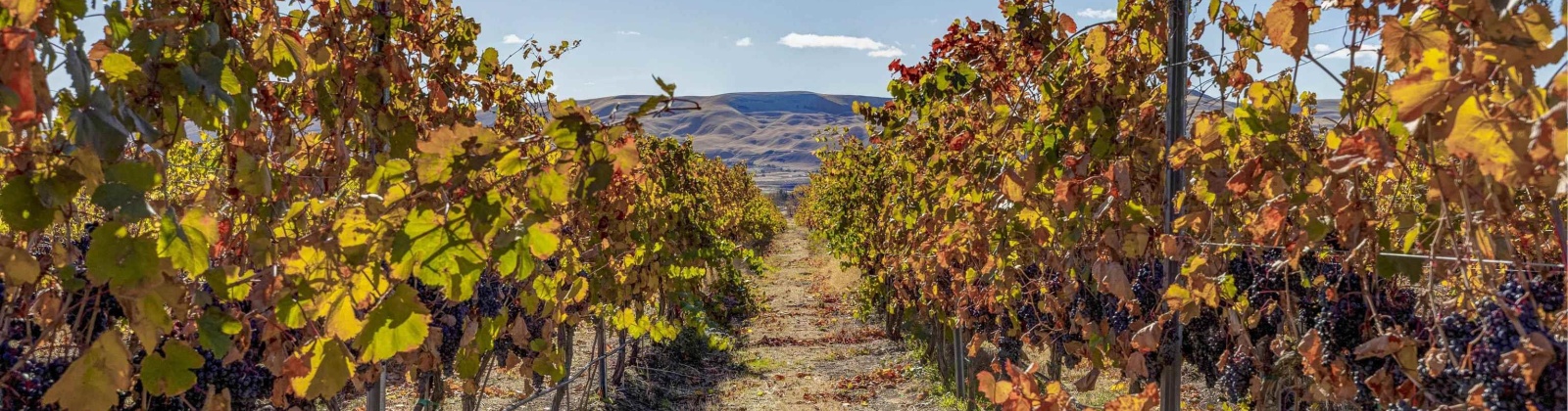 Gerrick Road, Benton City, Washington 99320, 3 Bedrooms Bedrooms, 0 ,2 BathroomsBathrooms,Houses,For Sale,Gerrick Road,0,288882