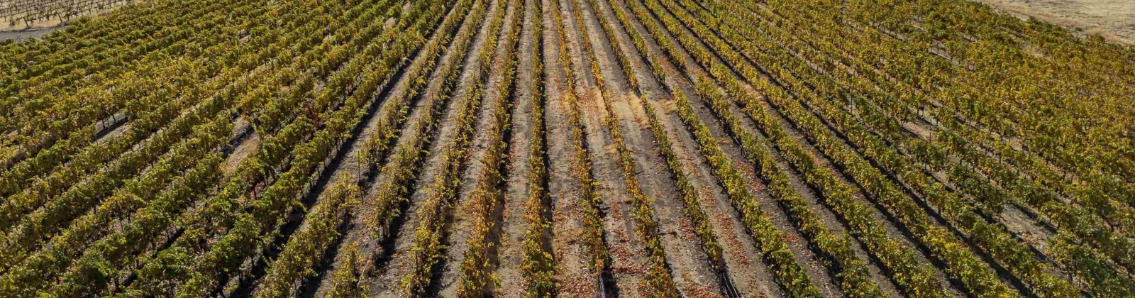 Gerrick Road, Benton City, Washington 99320, 3 Bedrooms Bedrooms, 0 ,2 BathroomsBathrooms,Houses,For Sale,Gerrick Road,0,288882