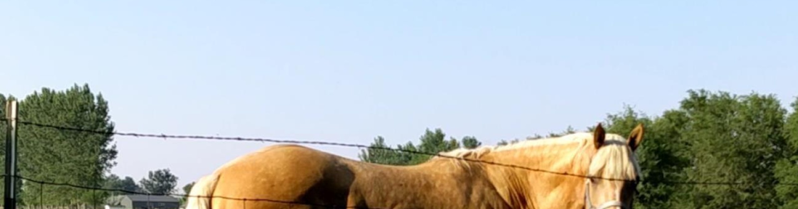 Buena Vista Rd, Prosser, Washington 99350, 3 Bedrooms Bedrooms, 0 ,3 BathroomsBathrooms,Houses,For Sale,Buena Vista Rd,0,288888