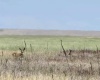 SNYDER RD, Ritzville, Washington 99169, 0 , 0 ,0,Agricultural Land,For Sale,SNYDER RD,0,288969
