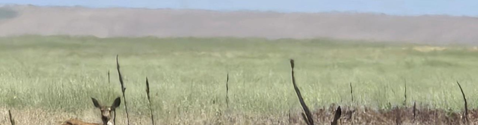 SNYDER RD, Ritzville, Washington 99169, 0 , 0 ,0,Agricultural Land,For Sale,SNYDER RD,0,288969