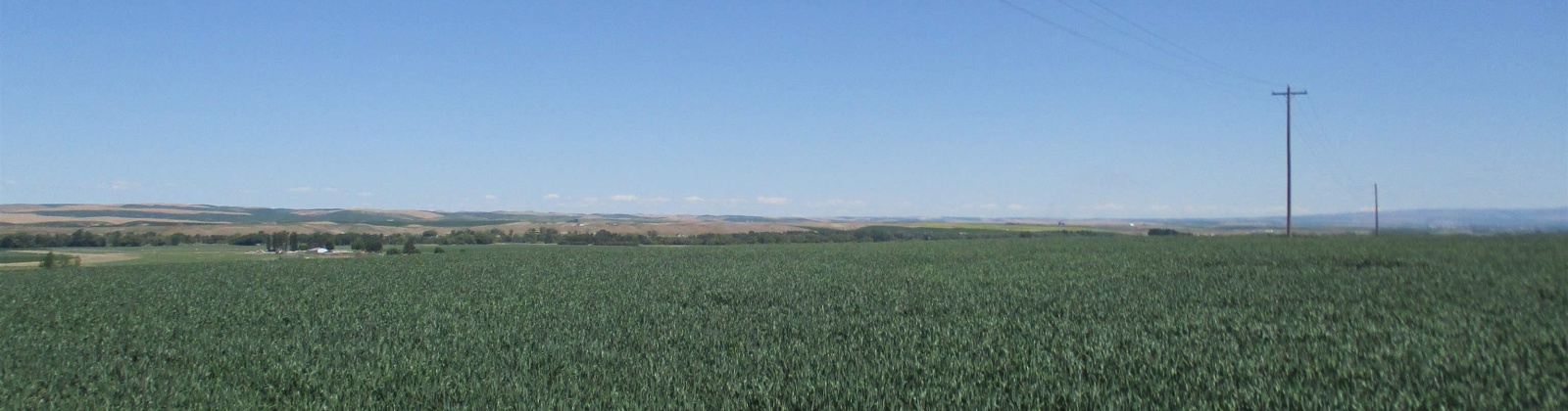 Detour Road, Touchet, Washington 99360, 0 , 0 ,0,Agricultural Land,For Sale,Detour Road,0,288994