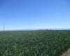 Detour Road, Touchet, Washington 99360, 0 , 0 ,0,Agricultural Land,For Sale,Detour Road,0,288994