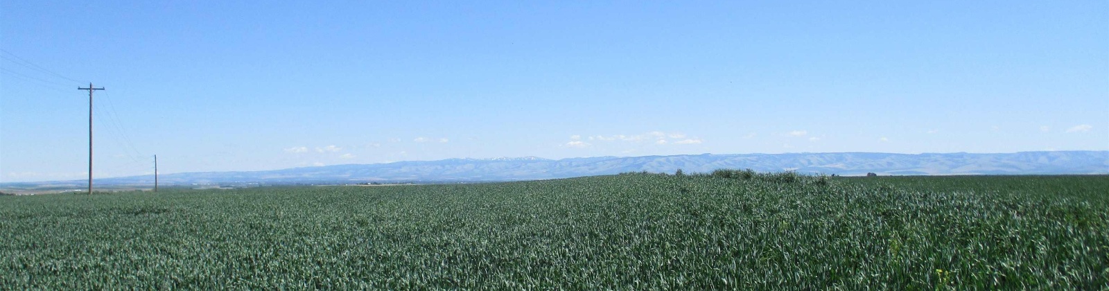 Detour Road, Touchet, Washington 99360, 0 , 0 ,0,Agricultural Land,For Sale,Detour Road,0,288994