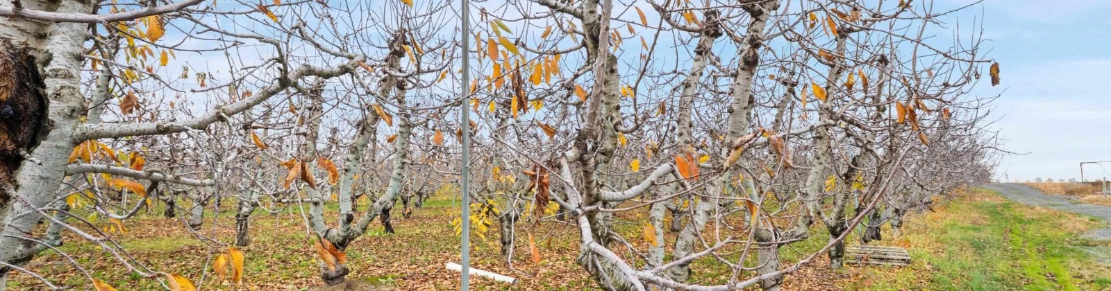 Desert Aire Drive SW, Desert Aire, Washington 99349, 0 , 0 ,0,Agricultural Land,For Sale,Desert Aire Drive SW,0,289021