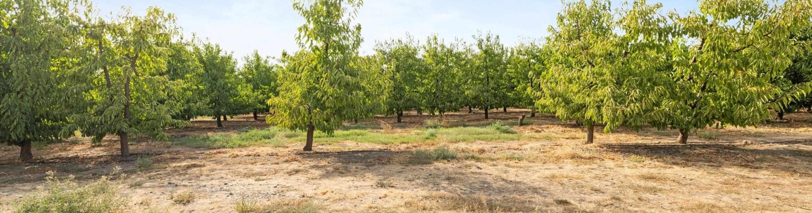 Acord Road, Benton City, Washington 99320, 0 , 0 ,0,Agricultural Land,For Sale,Acord Road,0,289104