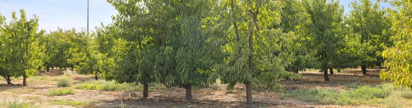 Acord Road, Benton City, Washington 99320, 0 , 0 ,0,Agricultural Land,For Sale,Acord Road,0,289104