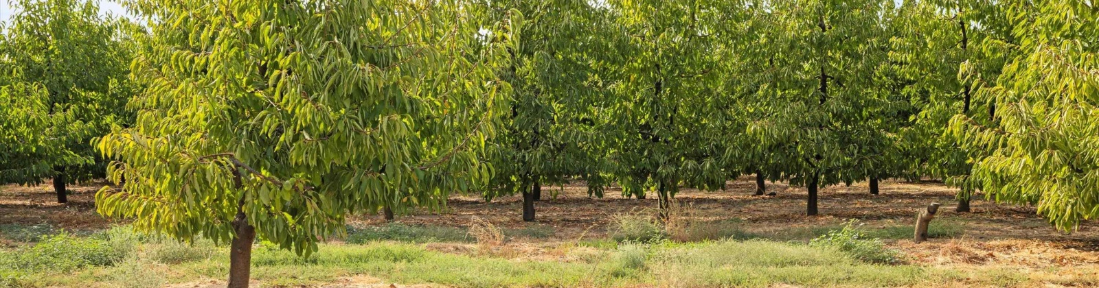 Acord Road, Benton City, Washington 99320, 3 Bedrooms Bedrooms, 0 ,3 BathroomsBathrooms,Houses,For Sale,Acord Road,0,289109