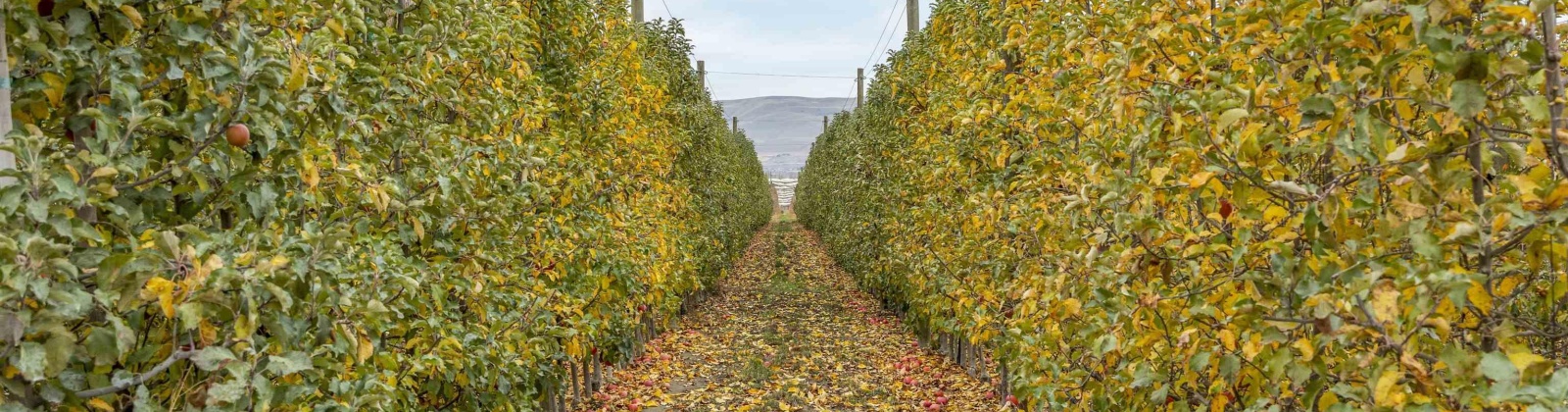 Acord Road, Benton City, Washington 99320, 0 , 0 ,0,Agricultural Land,For Sale,Acord Road,0,289110