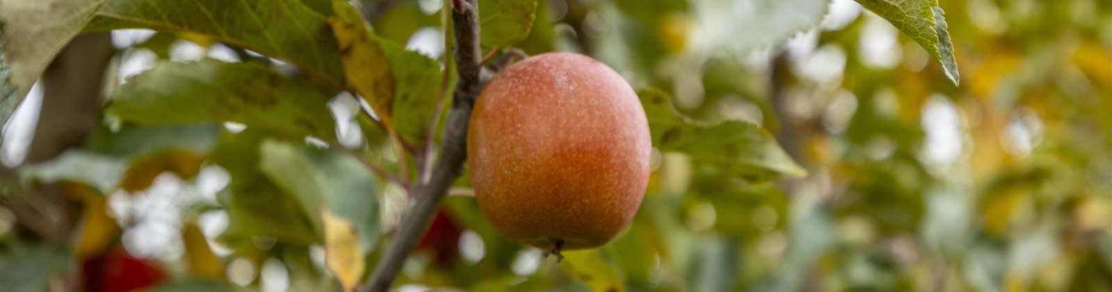 Acord Road, Benton City, Washington 99320, 0 , 0 ,0,Agricultural Land,For Sale,Acord Road,0,289111