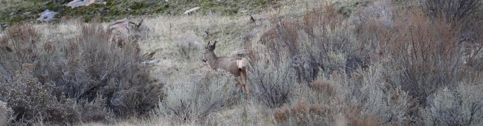 Janis Rd. Riverside, Tonasket, Washington 98855, 0 , 0 ,0,Agricultural Land,For Sale,Janis Rd. Riverside,0,289153