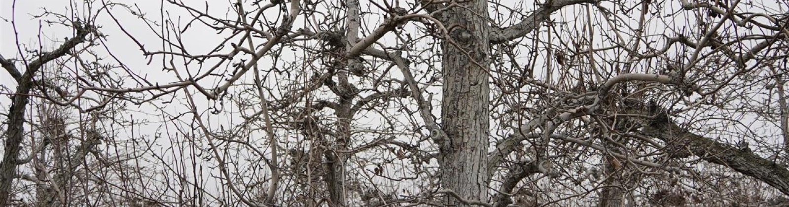 Janis Rd. Riverside, Tonasket, Washington 98855, 0 , 0 ,0,Agricultural Land,For Sale,Janis Rd. Riverside,0,289153