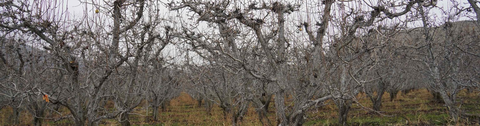 Janis Rd. Riverside, Tonasket, Washington 98855, 0 , 0 ,0,Agricultural Land,For Sale,Janis Rd. Riverside,0,289153